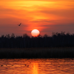 Sonnenuntergang am Federsee